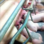 Farrowing Barn, older piglets