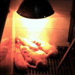 Warm & cozy piglet pile!