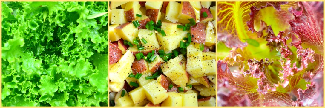 Lettuce & potato pic